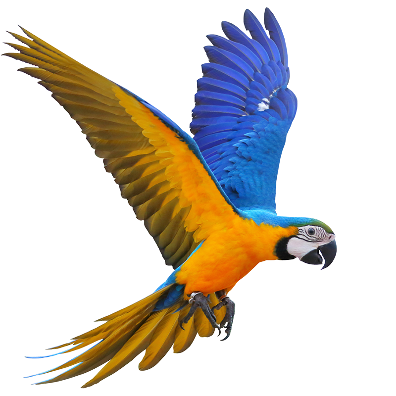 Perroquet type Ara